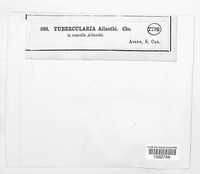 Tubercularia ailanthi image